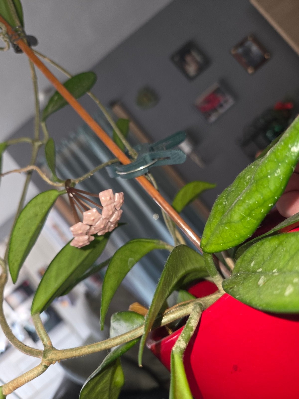 Hoya, Verzenden