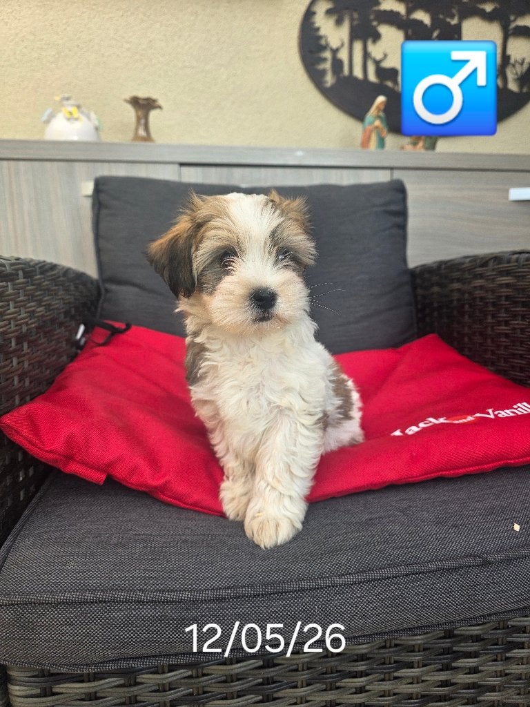 chiots havanais, Chien (mâle), Belgique, Bichon maltais, Plusieurs