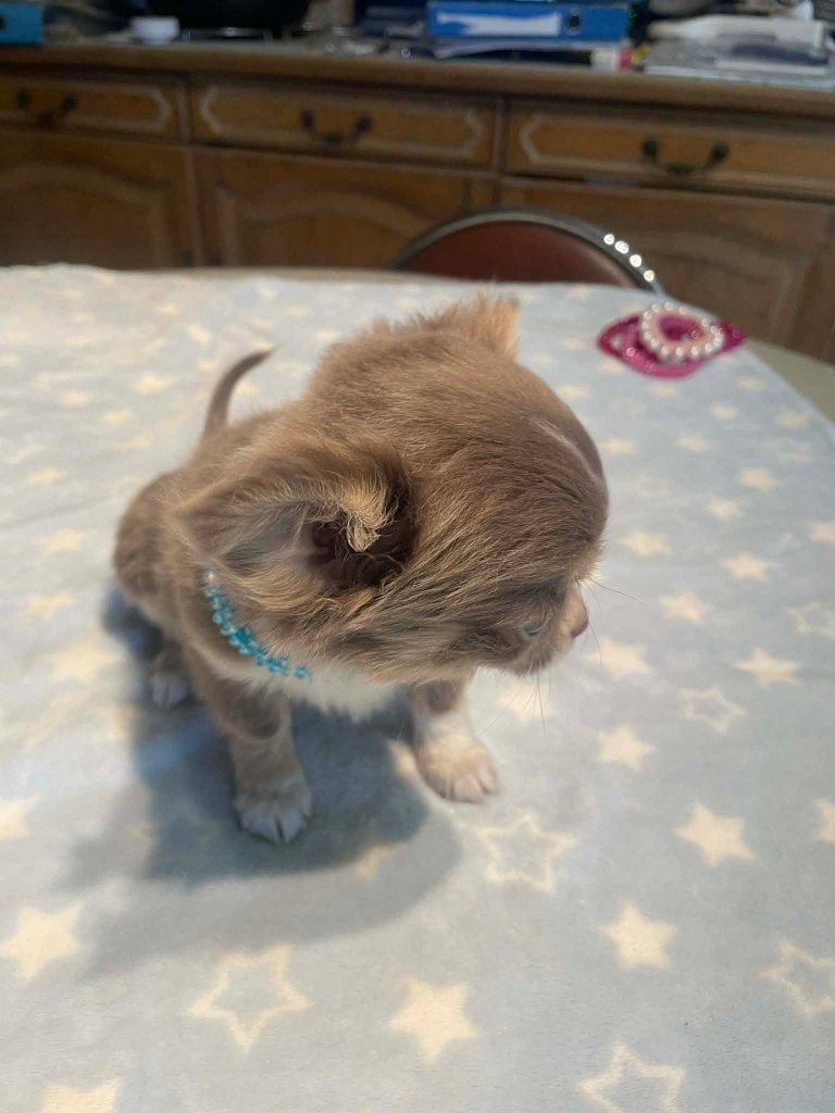 Chihuahua-pups t.cup & mini raszuiver zeer mooi kleintjes, Dieren en Toebehoren, België, Fokker | Hobbymatig, 8 tot 15 weken, Parvo