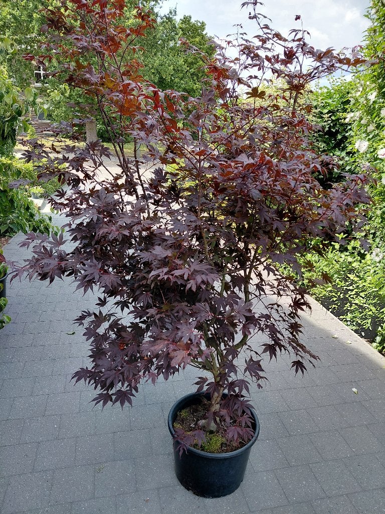Acer Bloodgood, Jardin & Terrasse, Plantes | Arbustes & Haies, Enlèvement, Érable