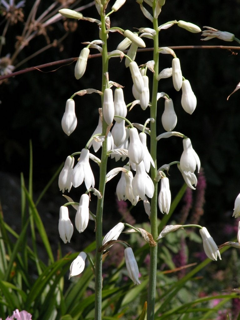 galtonia candidans, Ophalen, Lente