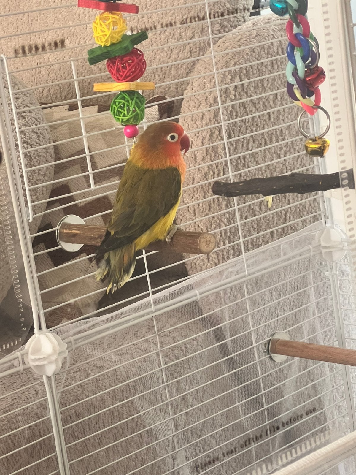 agapornis (lovebird), Dieren en Toebehoren, Vogels | Parkieten en Papegaaien, Papegaai