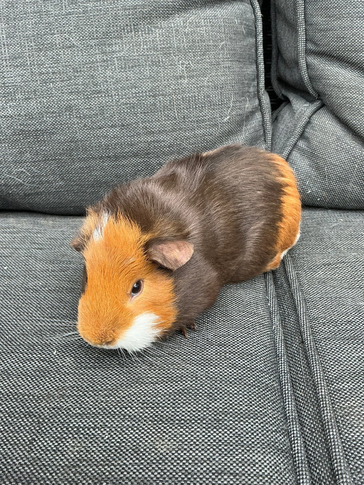 Caviaatjes, Dieren en Toebehoren, Cavia, Juli, Meerdere dieren, Tam