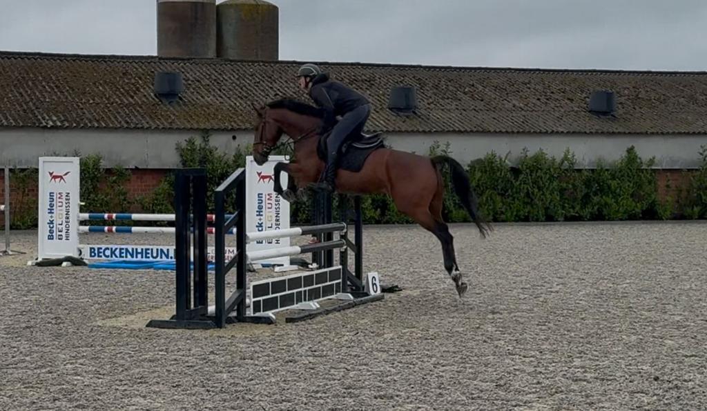 Super brave 4-jarige springmerrie, 165 à 170 cm, Avec pedigree, Ne s'applique pas, Cheval de saut
