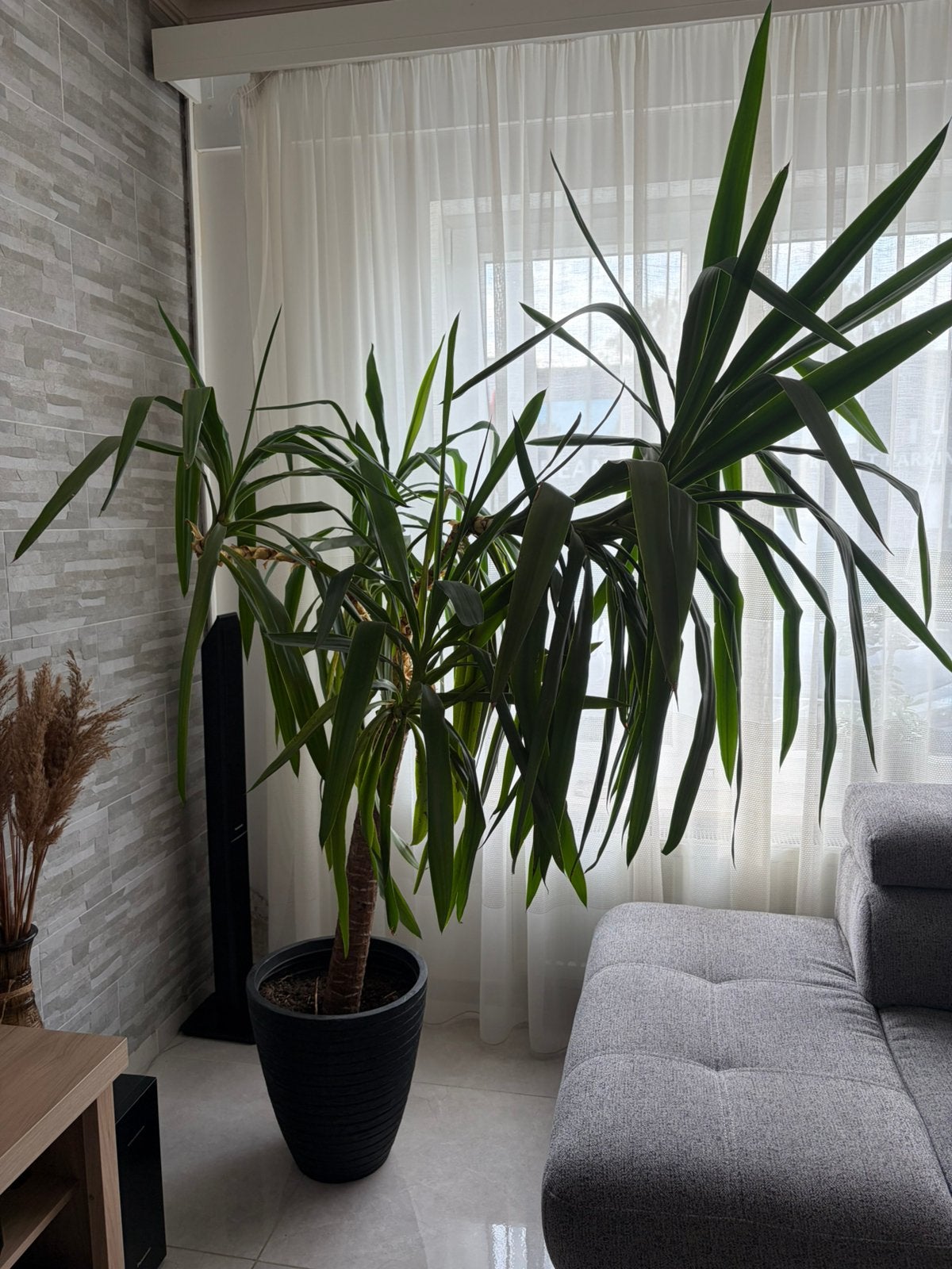 Yucca plant met pot, Ophalen