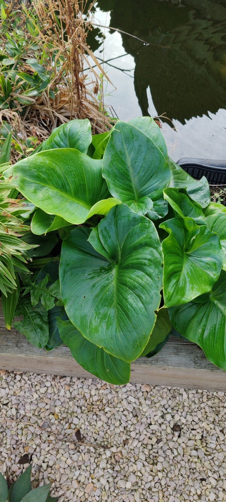 gratis planten, Tuin en Terras, Ophalen, Winter