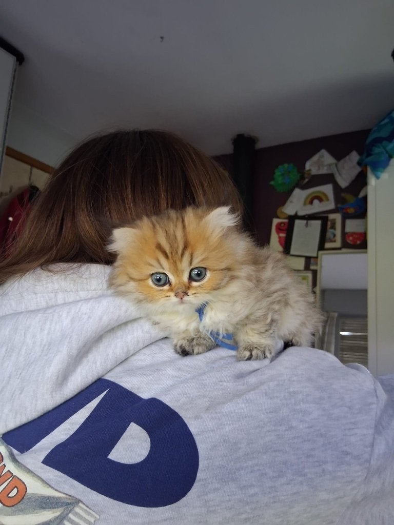 Kitten Britse kort/langhaar, Animaux & Accessoires, Chats & Chatons | Chats de race | Poil ras, Chatte ou Chat, 0 à 2 ans, Avec puce électronique