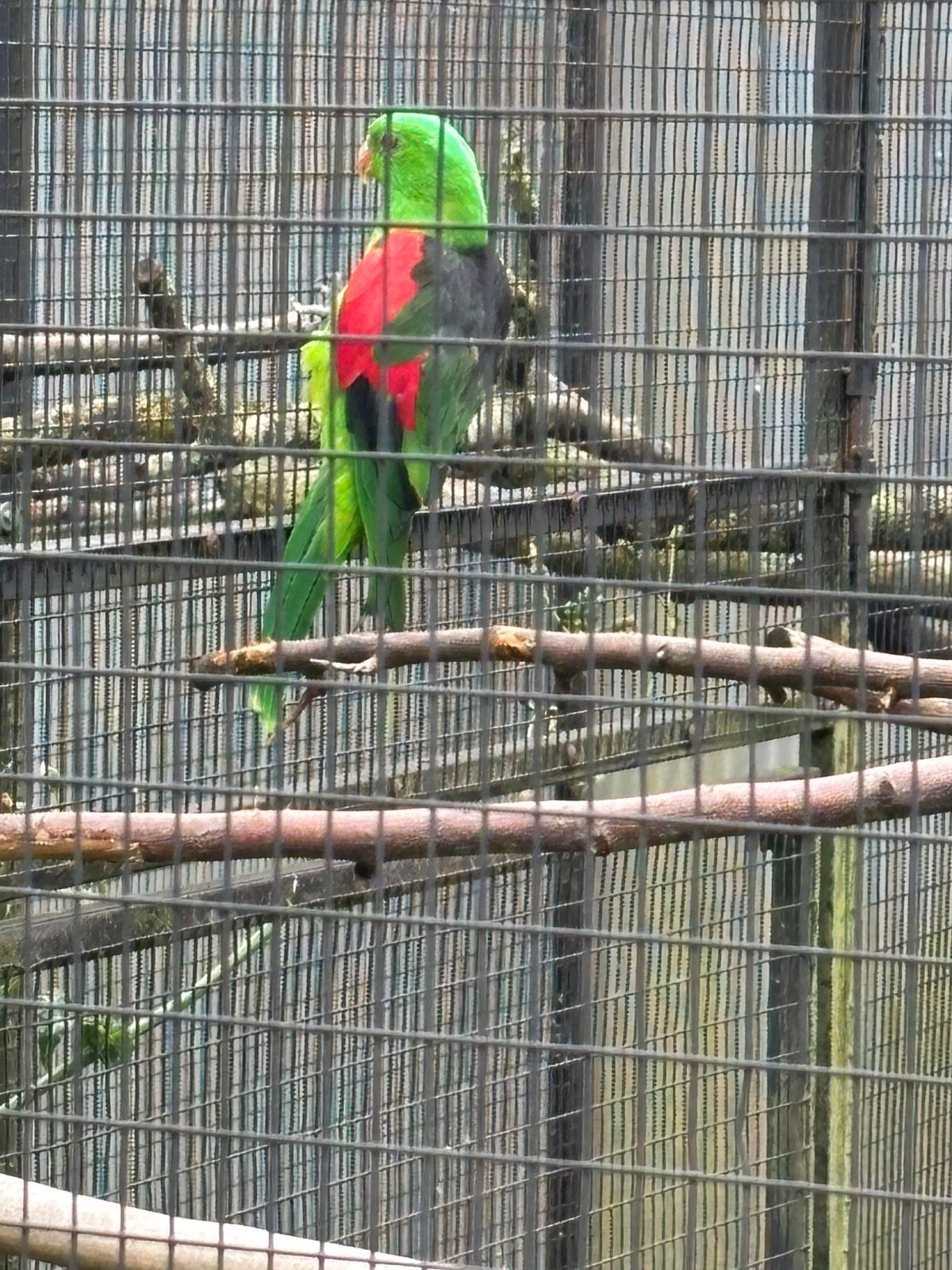 Bloedvleugelparkiet, Mâle, Perruche, Bagué