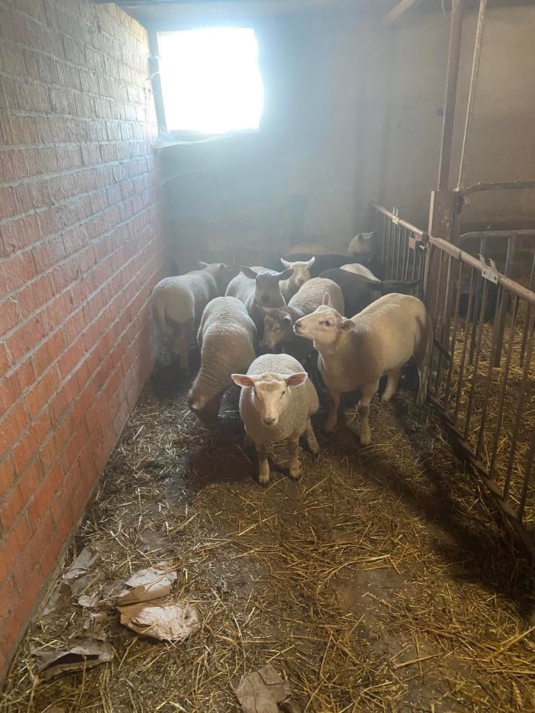 Schapen