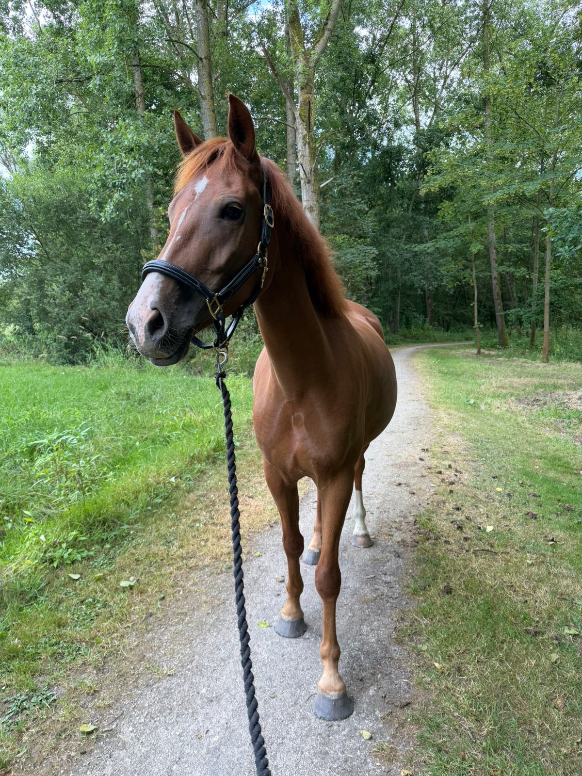 D pony ruin, Avec pedigree, Hongre, Poney D (1.37 m à 1.48m), Poney de saut