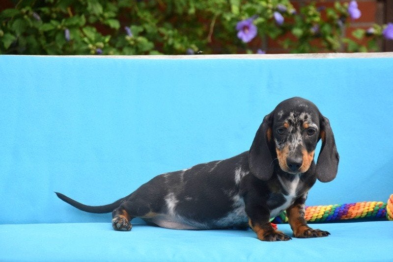 Prachtig Blue Merle Tan Teckel pupje, Dieren en Toebehoren, België, Reu, CDV (hondenziekte), 8 tot 15 weken