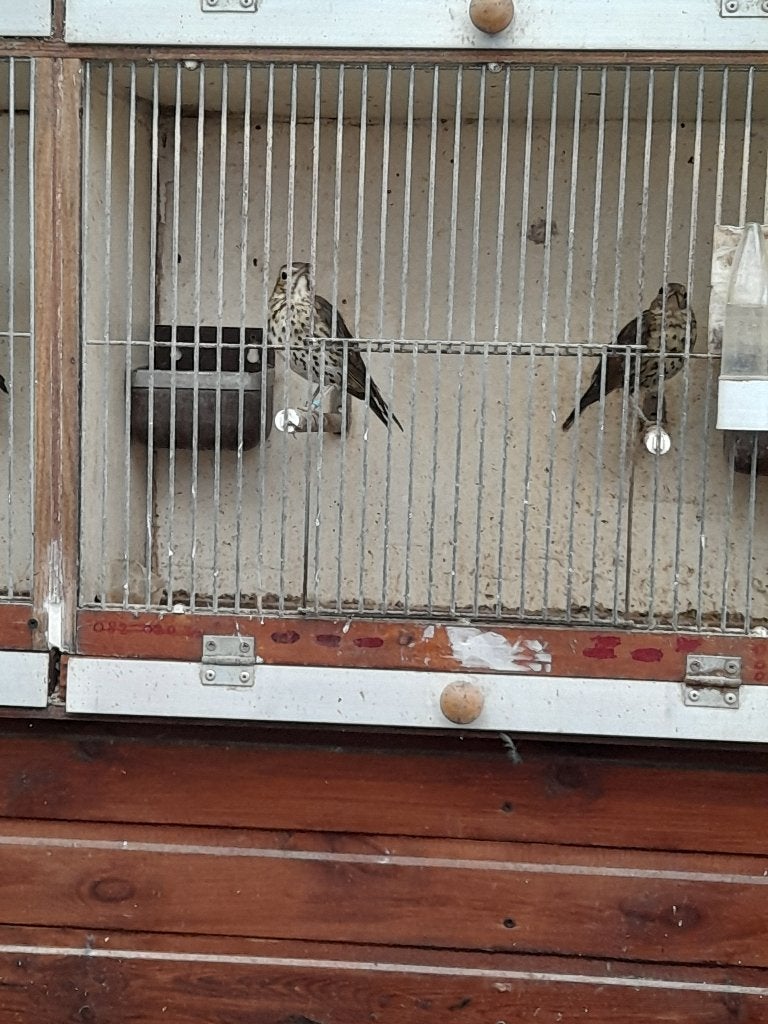 Zanglijsters koppel van 2026, Dieren en Toebehoren, Meerdere dieren, Wildzangvogel, Geringd