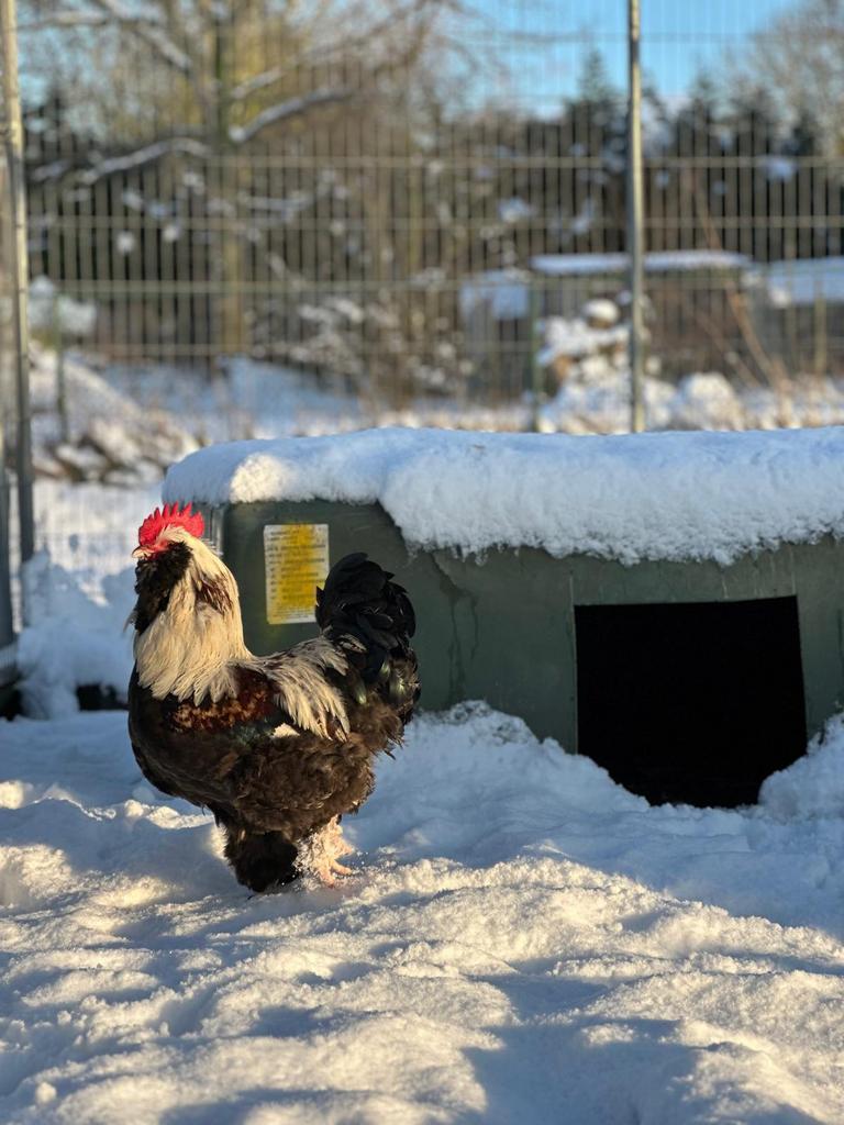 Gezocht: duitse faverolle haan, Dieren en Toebehoren, Ophalen