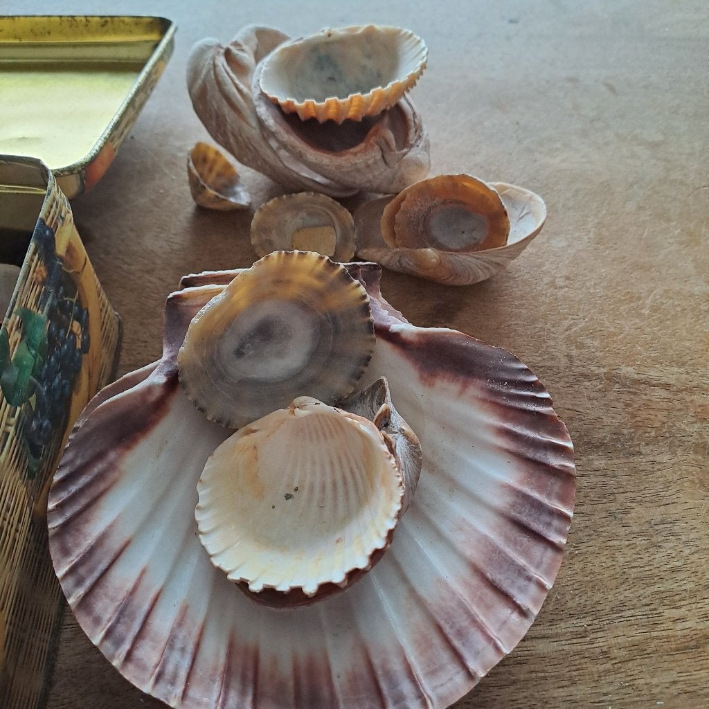 Schelpen, Enlèvement, Coquillage(s)