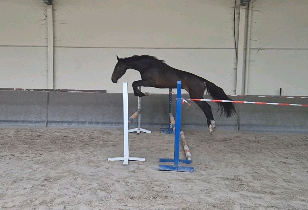 3 jarige springgefokte ruin, Dieren en Toebehoren, Paarden