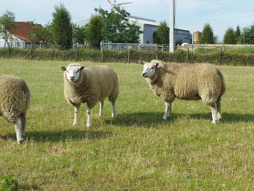 Beste dekram, schaap, bok., Animaux & Accessoires, Mâle, Mouton, 0 à 2 ans