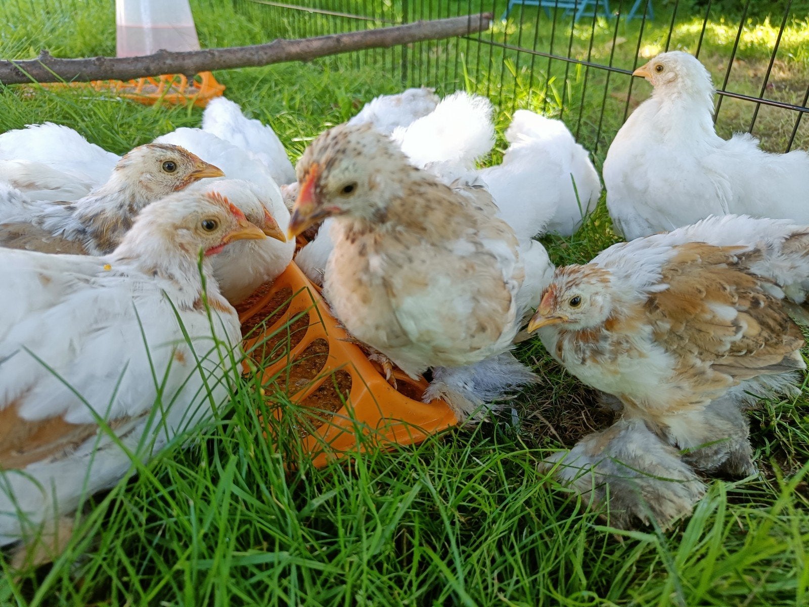 Bites pour bébés Cochin, Mâle, Poule ou poulet