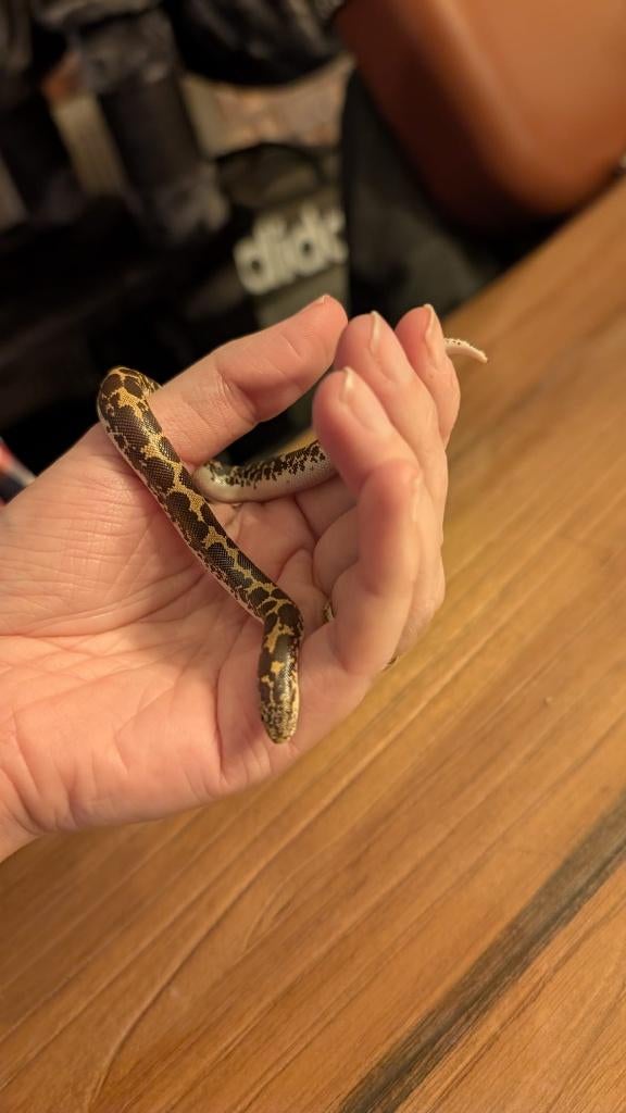 Zandboa, Serpent, Domestique, 0 à 2 ans