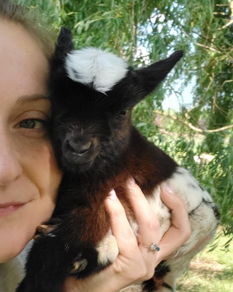 Chèvres miniature et toy, Février, Plusieurs animaux