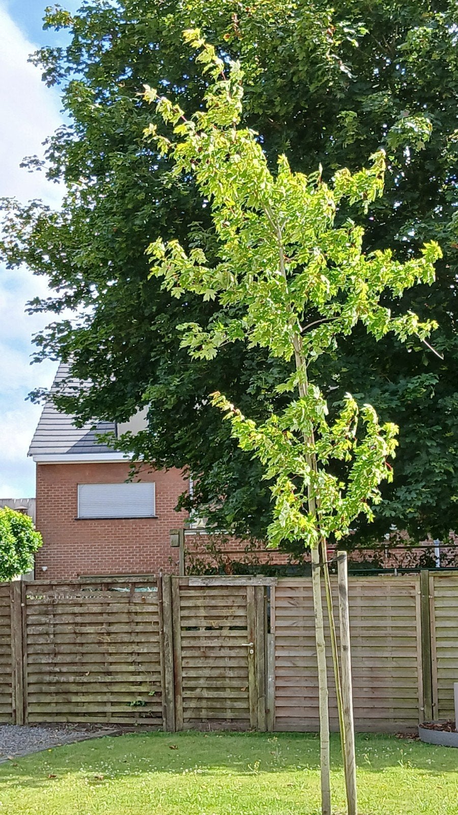 2 jonge boompjes van 6 meter hoog., Enlèvement