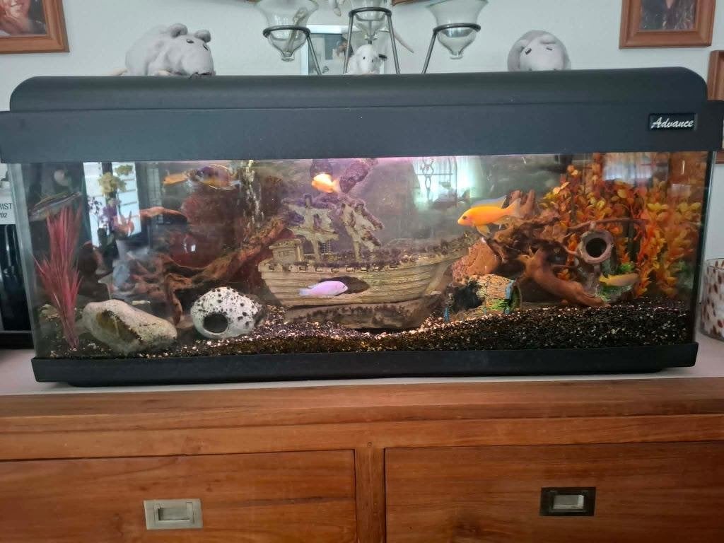 Aquarium met of zonder de Malawi Cicliden !!!., Ophalen, Inclusief vissen, Gebruikt, Gevuld zoetwateraquarium