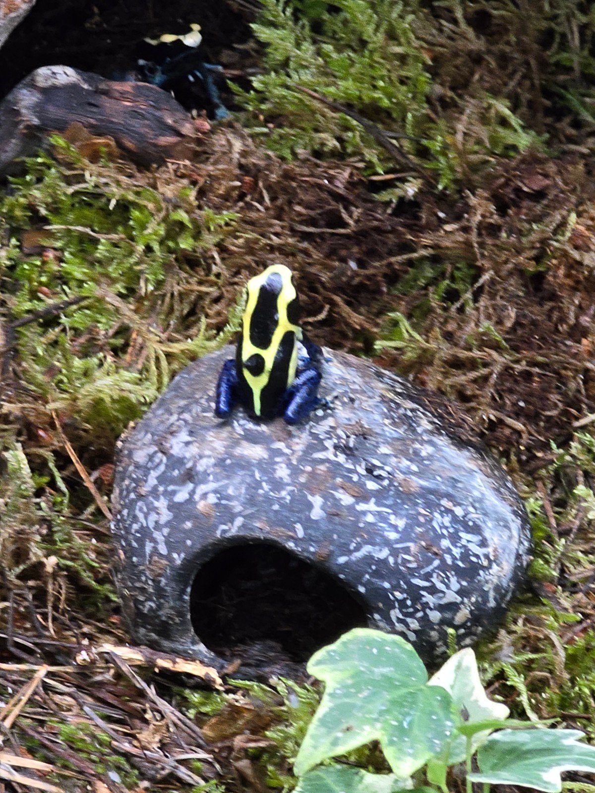 Prachtige pijlgifkikkers (Dendrobates tinctorius), Animaux & Accessoires, Amphibien