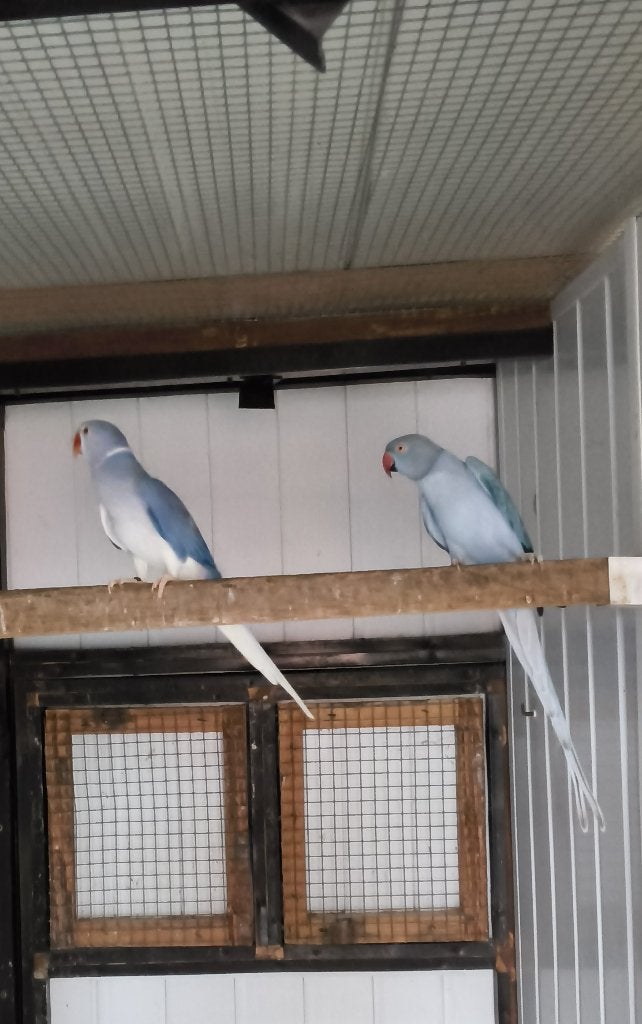 colliers, Animaux & Accessoires, Oiseaux | Perruches & Perroquets, Plusieurs animaux, Bagué