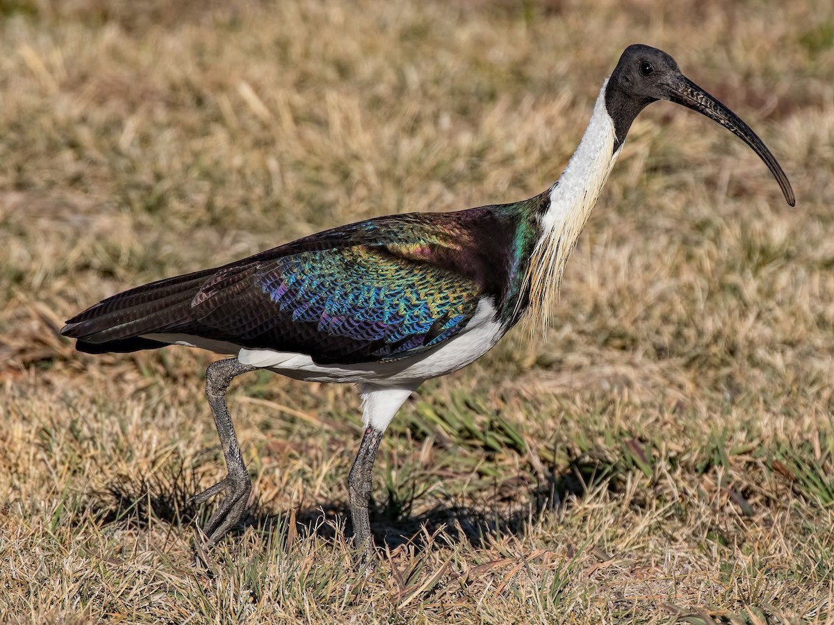 Strohals ibissen, Dieren en Toebehoren, Pluimvee