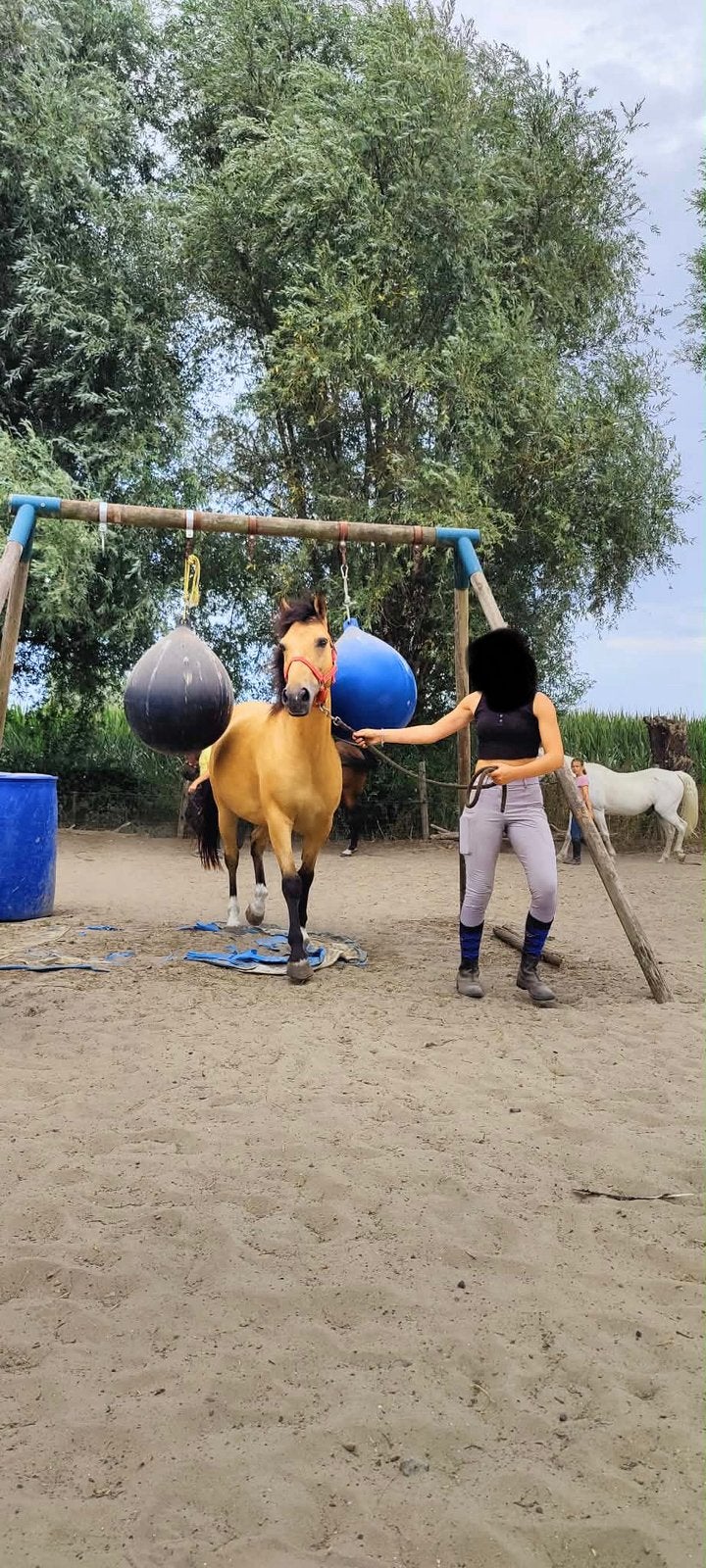 Prachtige New Forest - ruin - 10 jaar, Dieren en Toebehoren, Ruin, Recreatiepony