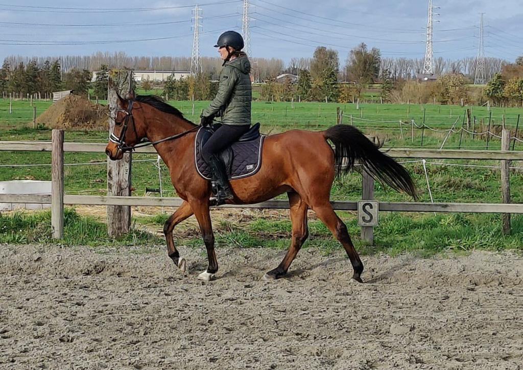 Volbloed Arabier ruin – 7 jaar – 1m47 zoon QR Marc, Dieren en Toebehoren, Paarden, Ruin, Zadelmak, Minder dan 160 cm, 7 tot 10 jaar