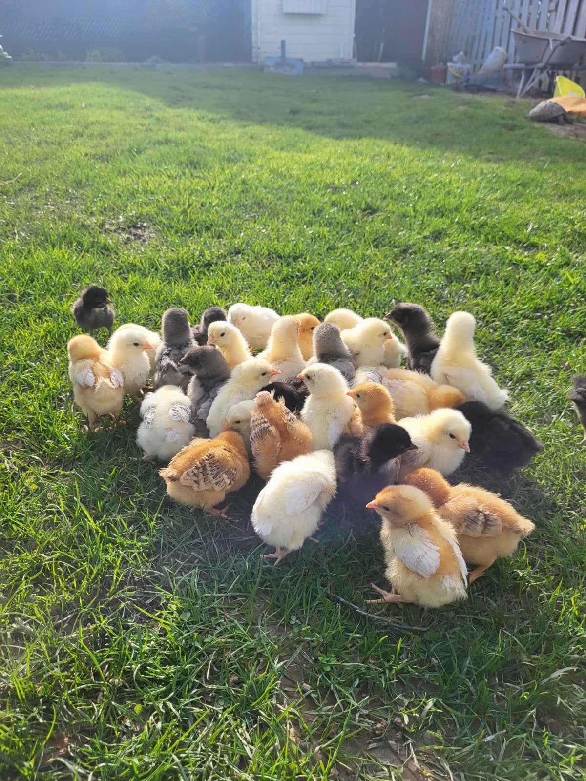 Cochin kriel broedeieren, Dieren en Toebehoren