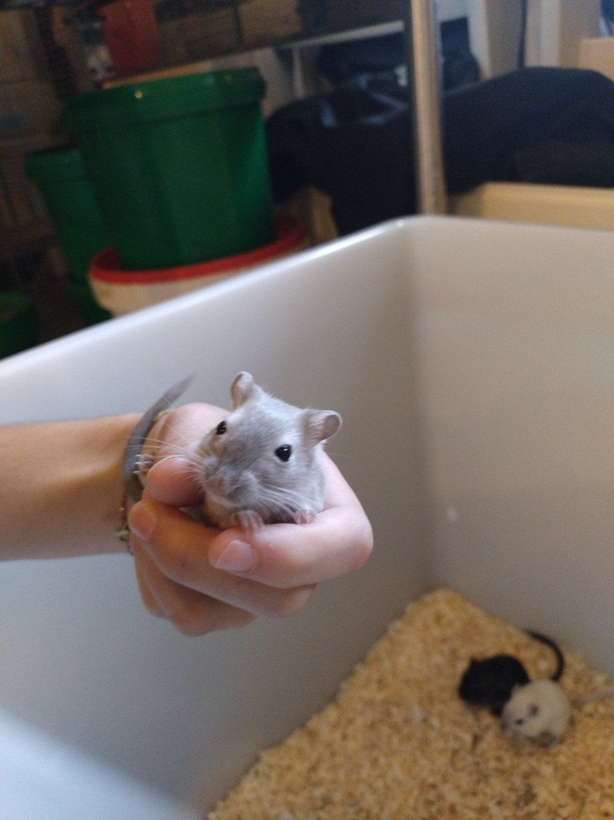 jonge gerbil vrouwtjes (tam), Juillet, Femelle, Domestique