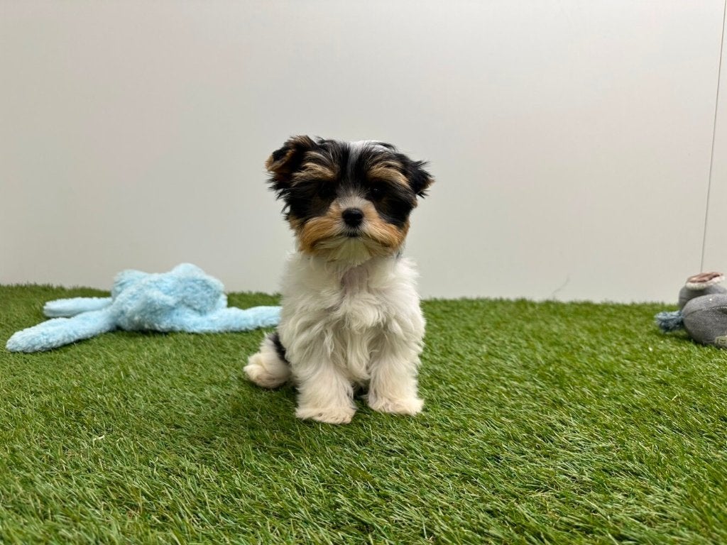 Biewer Yorkshire Terrier pups, Dieren en Toebehoren, Yorkshire Terriër, België, 8 tot 15 weken, Parvo