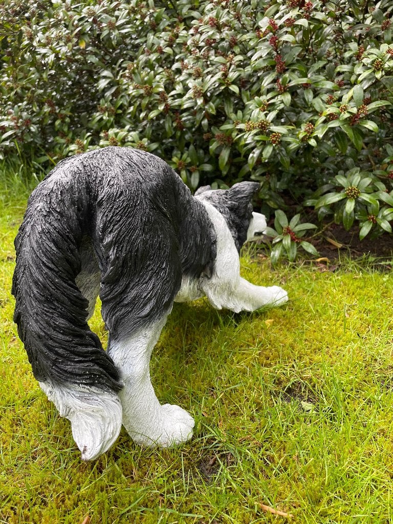 (Tuin)beeld Bordercollie, hond, tuin, kennel 60cm, Ophalen, Nieuw, Kunststof, Dierenbeeld