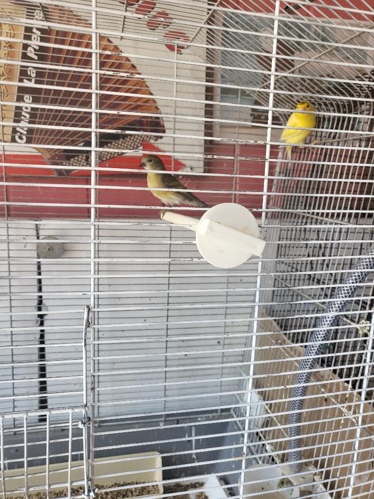 a cédé tarin, Animaux & Accessoires, Oiseaux | Canaris, Femelle