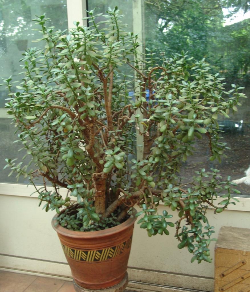 Vetplanten Crassula Ovata en Hobbit, Huis en Inrichting, Kamerplanten, Ophalen, Vetplant, In pot, Minder dan 100 cm