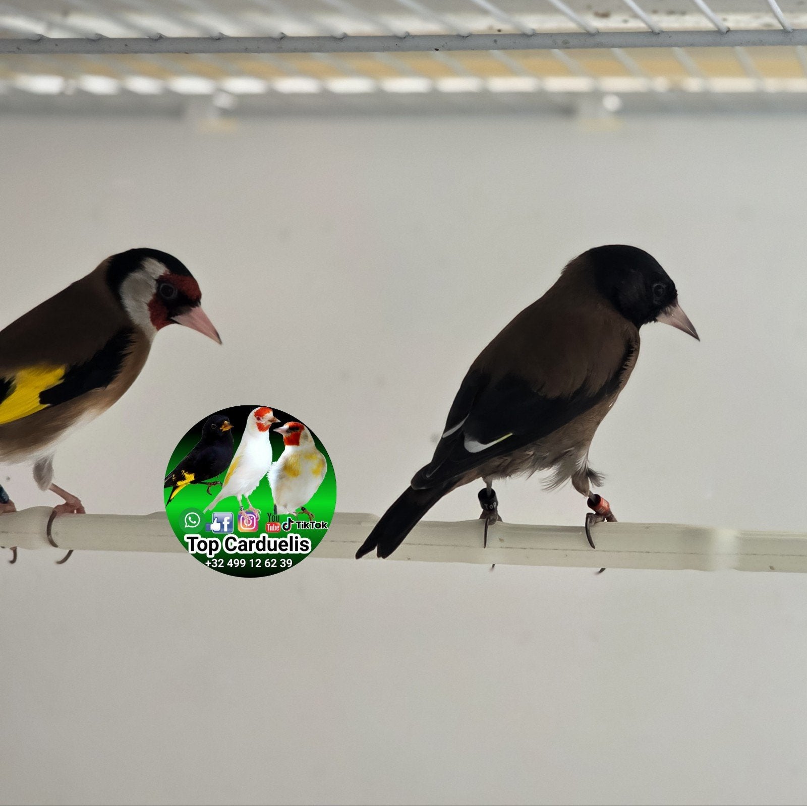 Chardonneret Parva 2026 — À vendre, Plusieurs animaux, Oiseau chanteur sauvage, Domestique