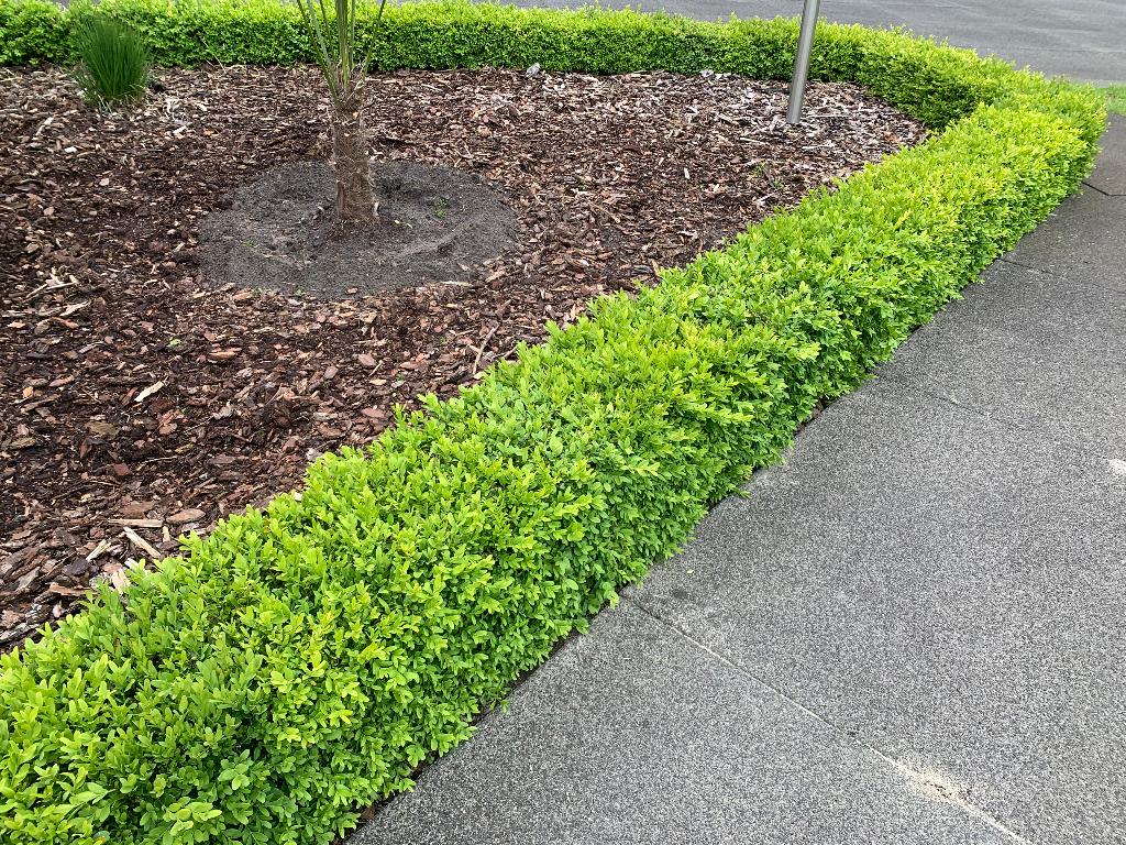 Buxus GRATIS, Tuin en Terras, Ophalen, Buxus, Minder dan 100 cm