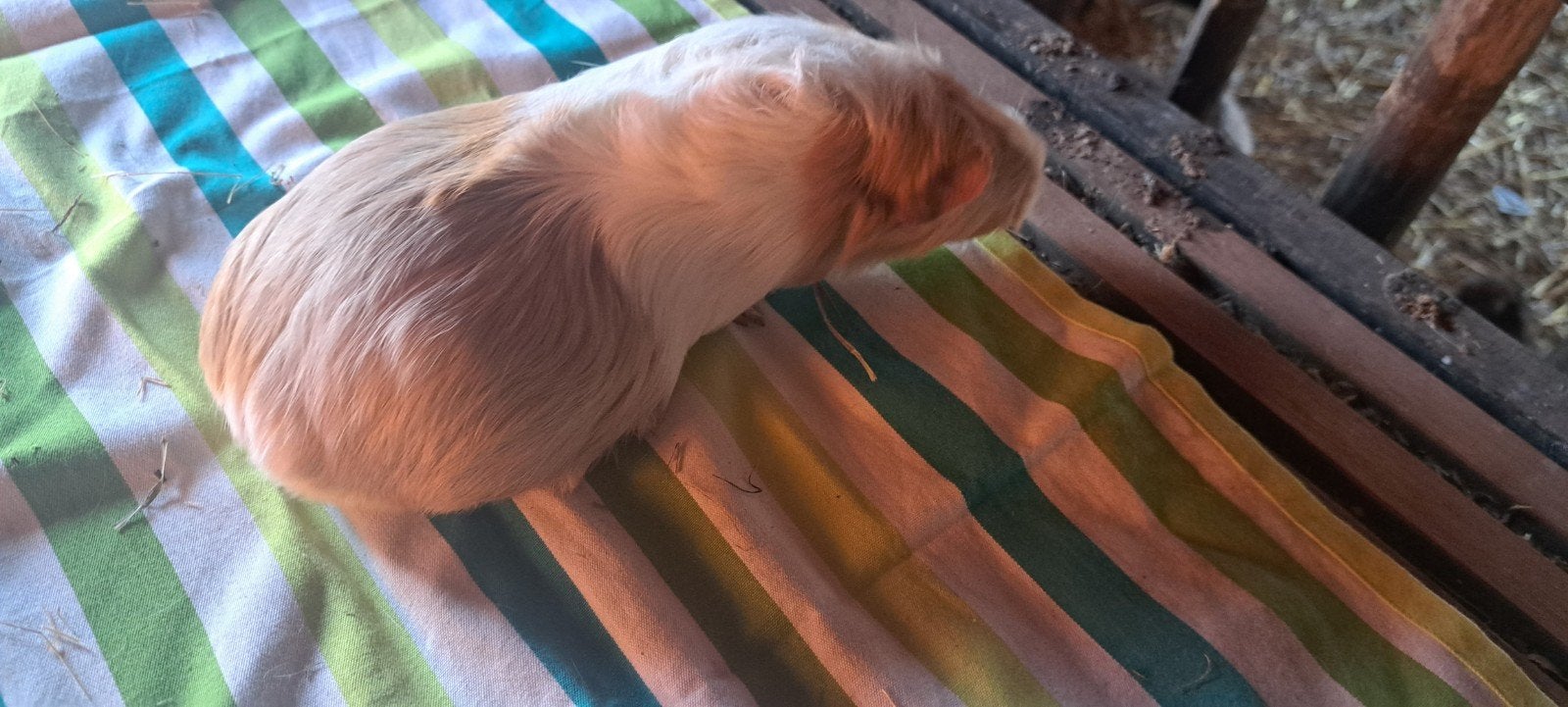 cavia zeugje, Dieren en Toebehoren, Cavia, Vrouwelijk, Tam, Oktober
