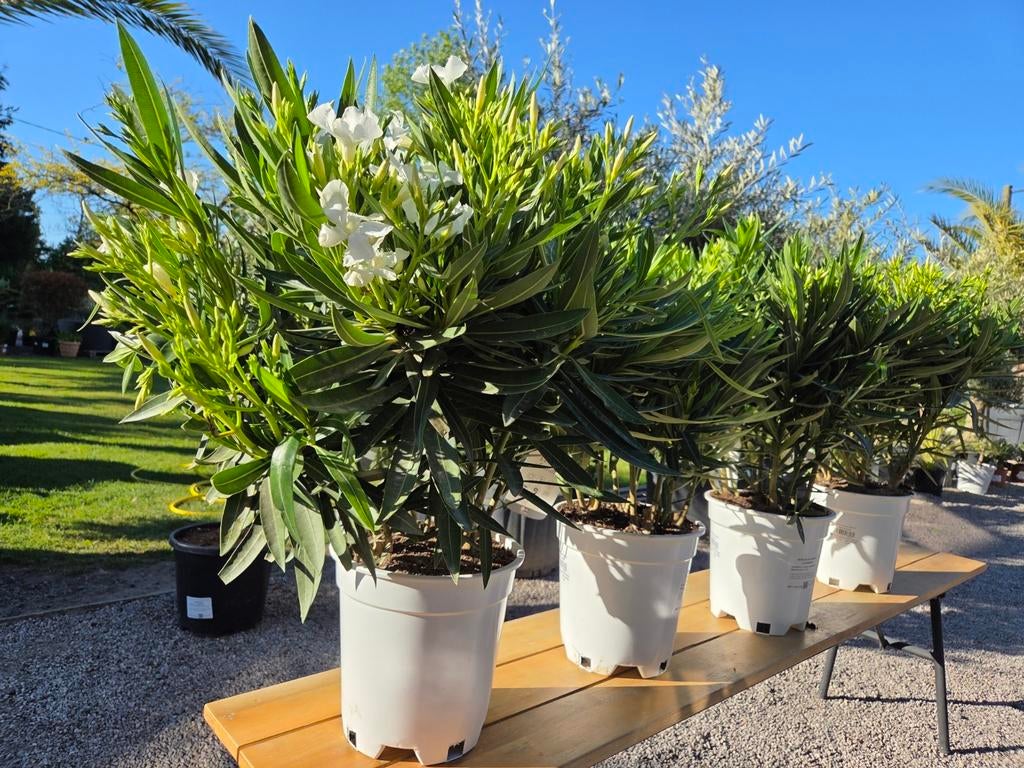 Nerium Oleander, Tuin en Terras, Ophalen