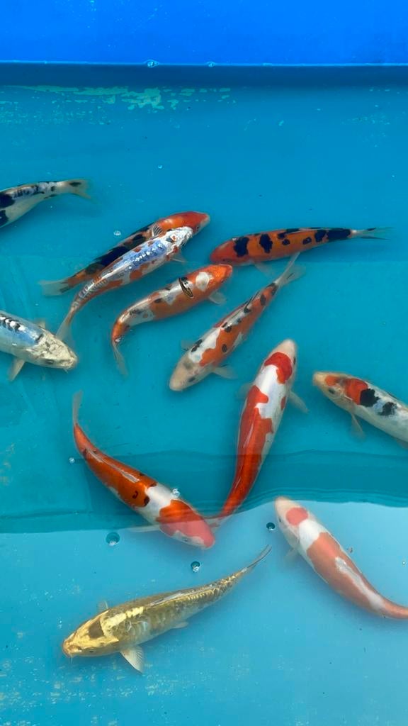 Japanse koi 20-25cm, Karper of Koi