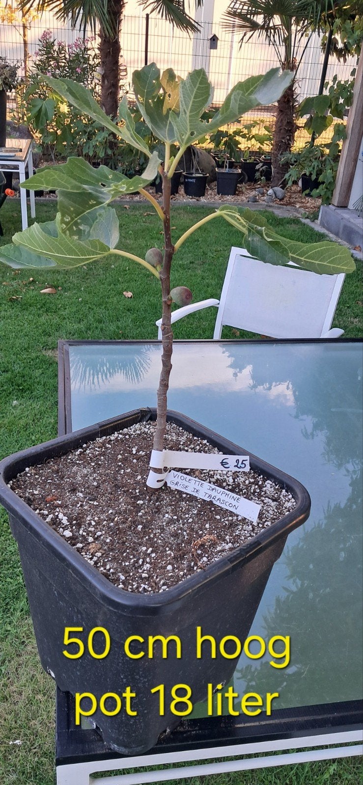 Grise de Tarascon vijgenboom, Tuin en Terras, Planten | Bomen, Ophalen