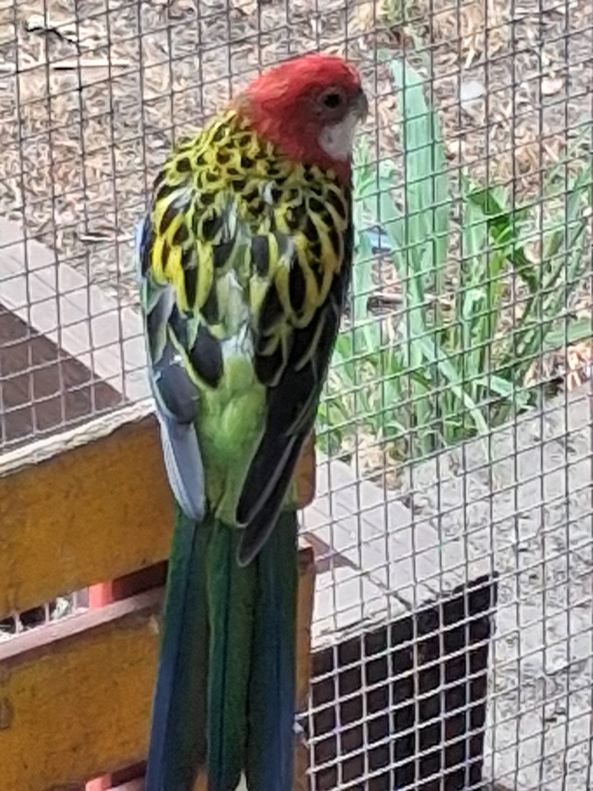 rosella pop, Bagué