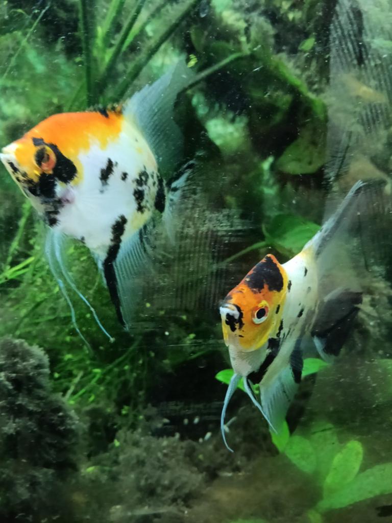 Vissen, Dieren en Toebehoren, Vissen | Aquariumvissen