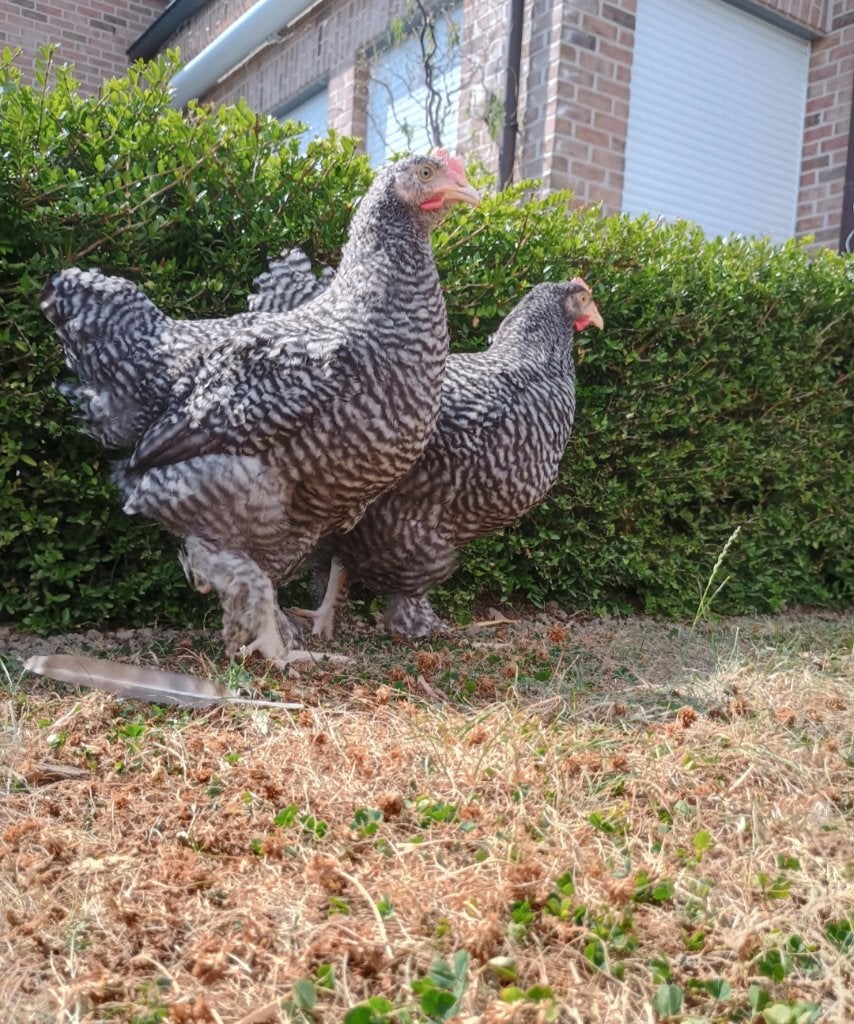 mechelse koekoek haan/hanen te koop, Dieren en Toebehoren, Mannelijk, Kip