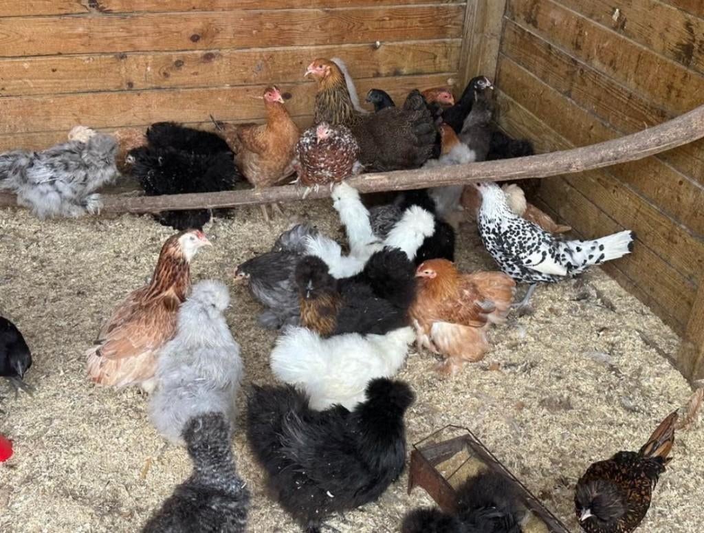 Zijdehoenders kippen te koop (verschillende kleuren), Dieren en Toebehoren, Vrouwelijk, Kip