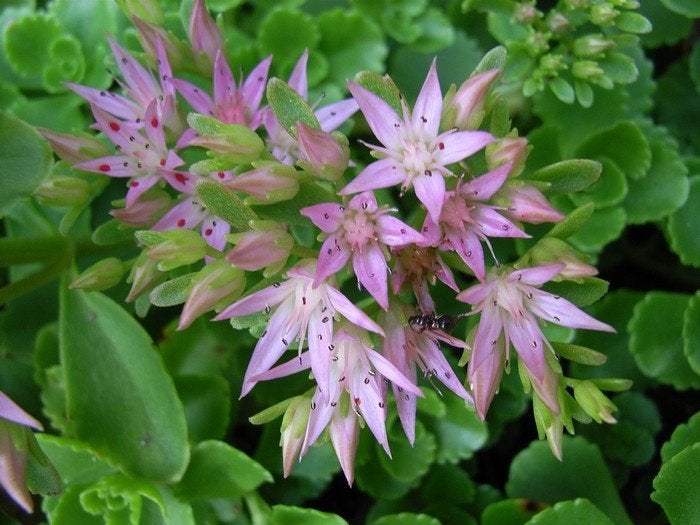 24 Sedum spurium, roze vetmuur p9, Ophalen, Bodembedekkers, Volle zon, Vaste plant