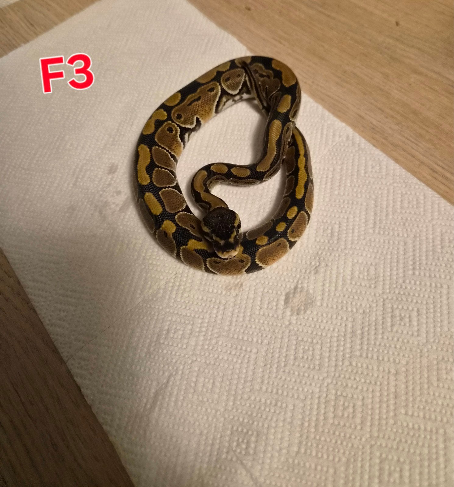 python regius juvénile classique (femelles) Ball Python photo 3