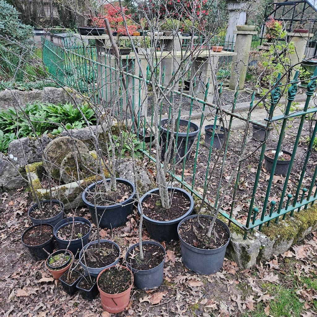 Bonsai Ilex serrata mannelijk Bevruchter, Tuin en Terras, Ophalen