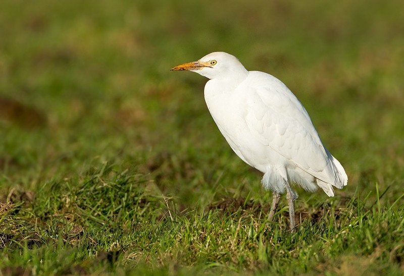 Koereiger